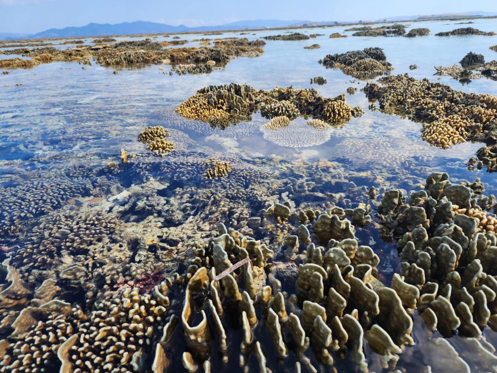 Resor Sylvia & Komodo Labuan Bajo